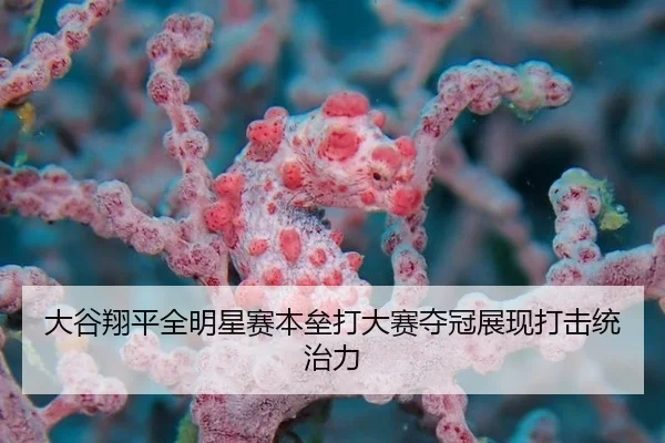 da-gu-xiang-ping-quan-ming-xing-sai-ben-lei-da-da-sai-duo-guan-zhan-xian-da-ji-tong-zhi-li-3-784.jpg